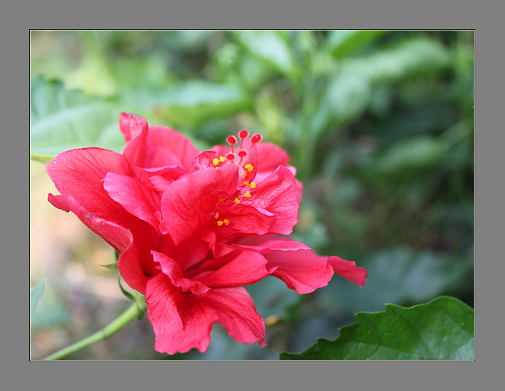 红花庆新春 摄影 青花鱼