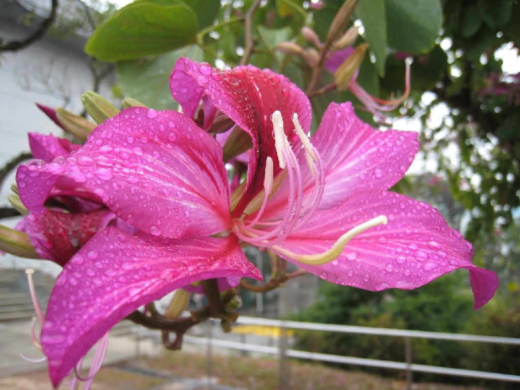 香港紫荆花 摄影 毫秒流年