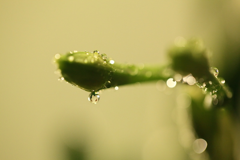 含苞欲放（水仙花） 摄影 深圳快车