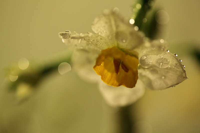 水仙花开送吉祥 摄影 深圳快车