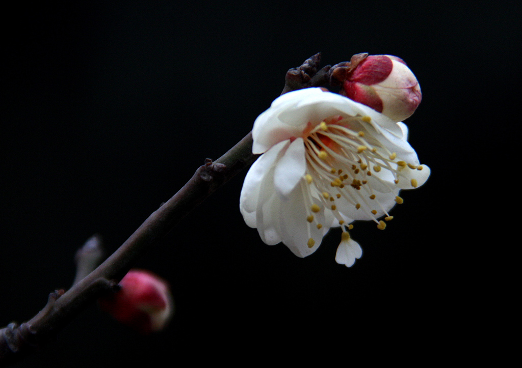 梅花 摄影 芥子