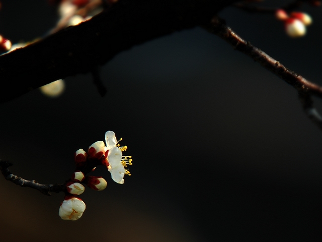 梅花 摄影 寂寞海