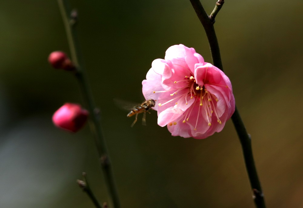 立春红梅开枝头 摄影 冠头领