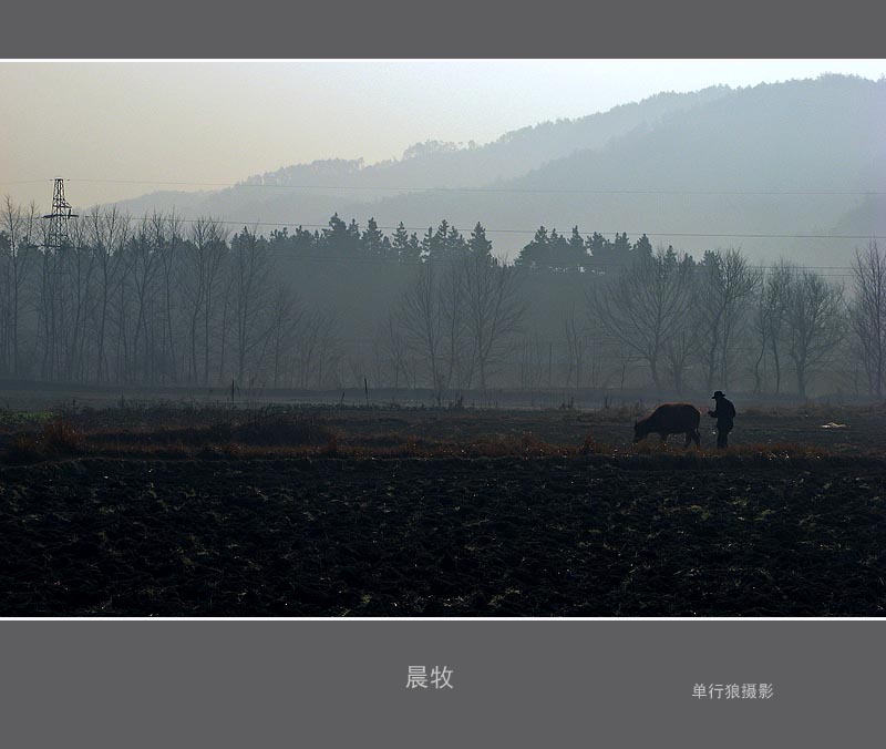 晨牧 摄影 单行狼