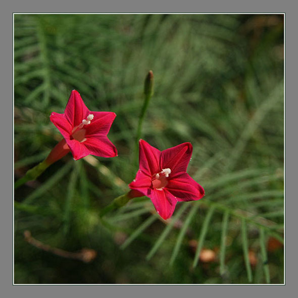 红五星 摄影 青花鱼