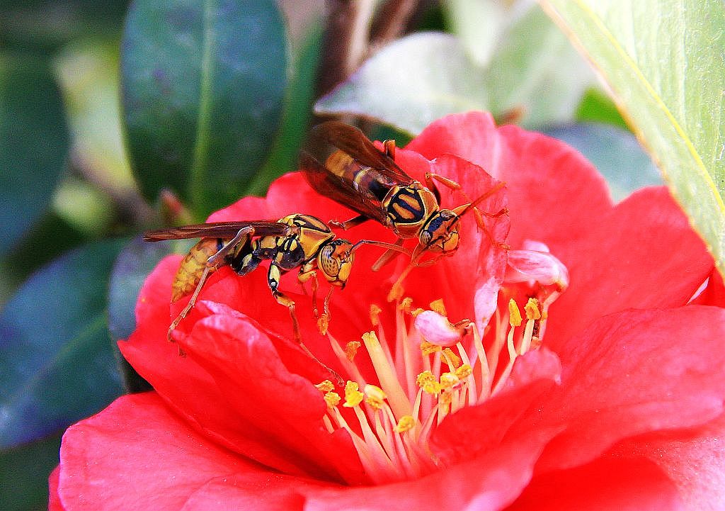 茶花伴侣1 摄影 郑大山人