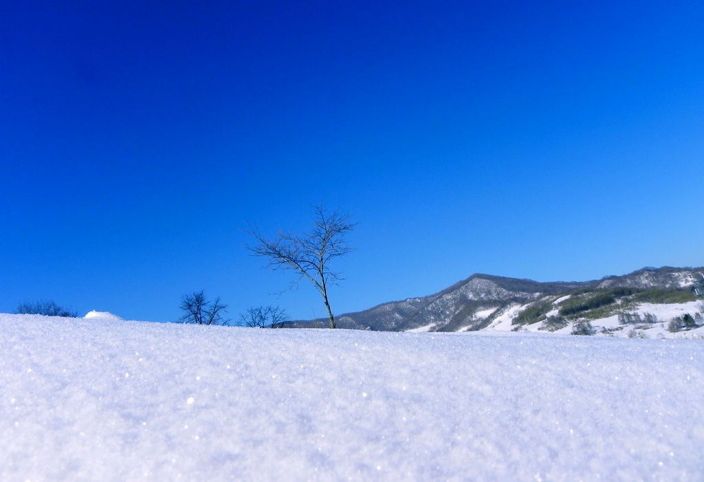 雪 摄影 单亦红