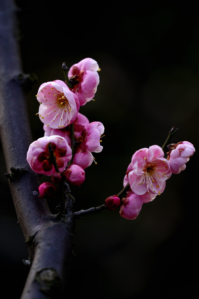 梅花 摄影 怒吼狂狮