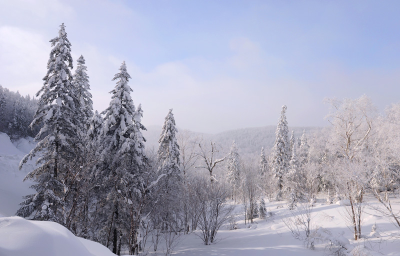 情迷雪色 摄影 冷面摄手