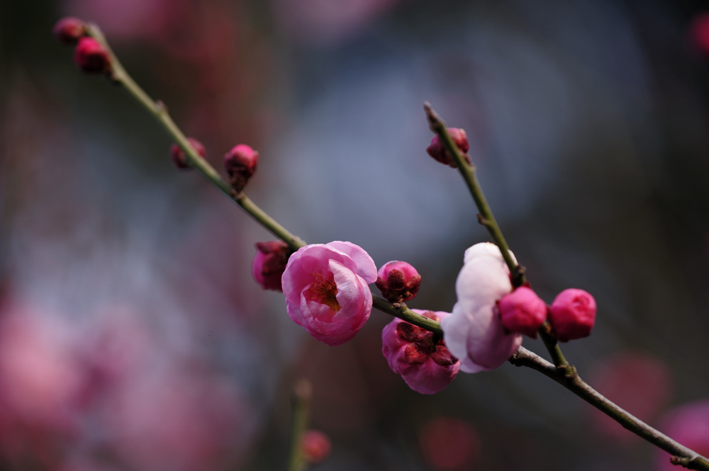 梅花 摄影 怒吼狂狮