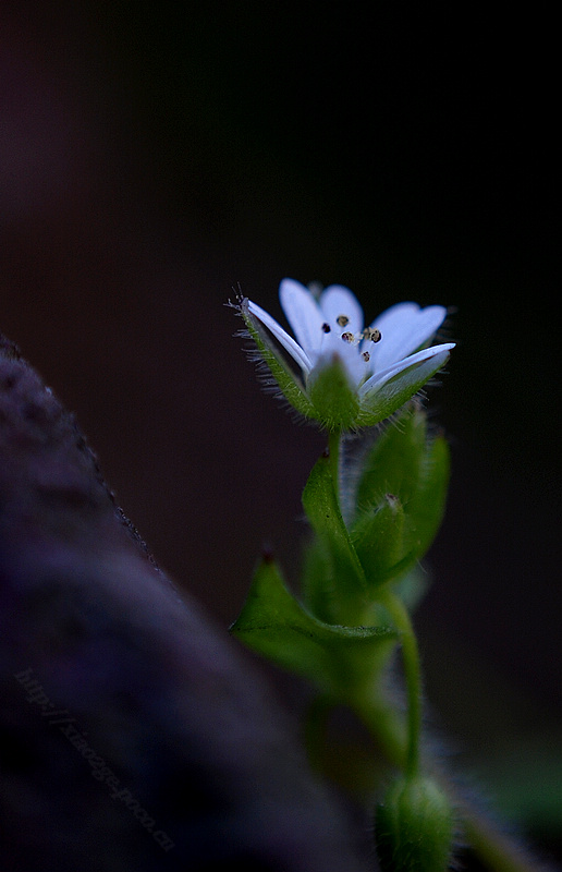 马玲花 摄影 萧二哥