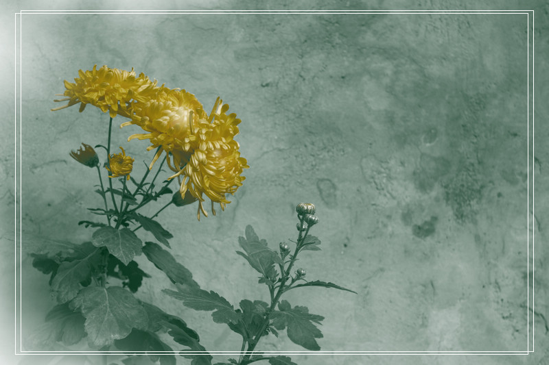 菊花17韵之八 摄影 红黄幻觉