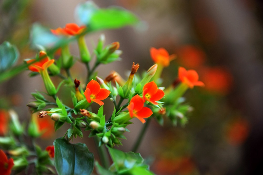 家中的鲜花-5 摄影 兰生空谷