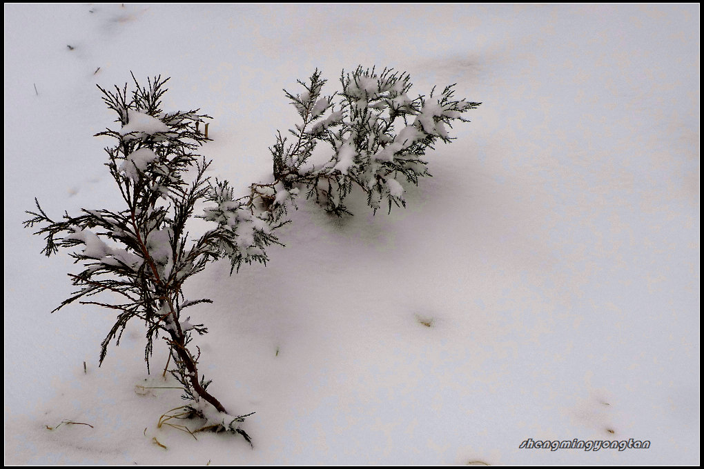 春雪 摄影 生命咏叹