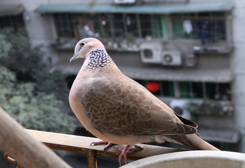 广角打鸟1 摄影 六角兽