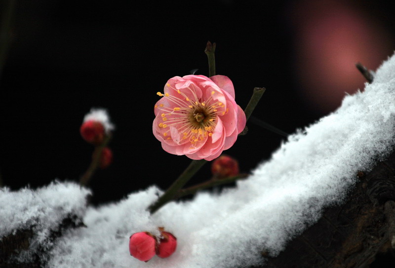 红梅傲雪 摄影 洛神