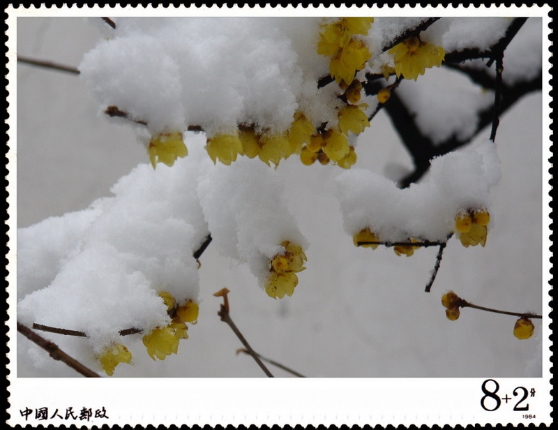 腊梅喜雪相依偎 摄影 粒沙片石