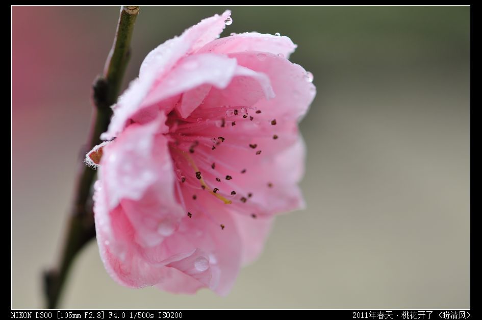 桃花开啦！ 摄影 盼清风