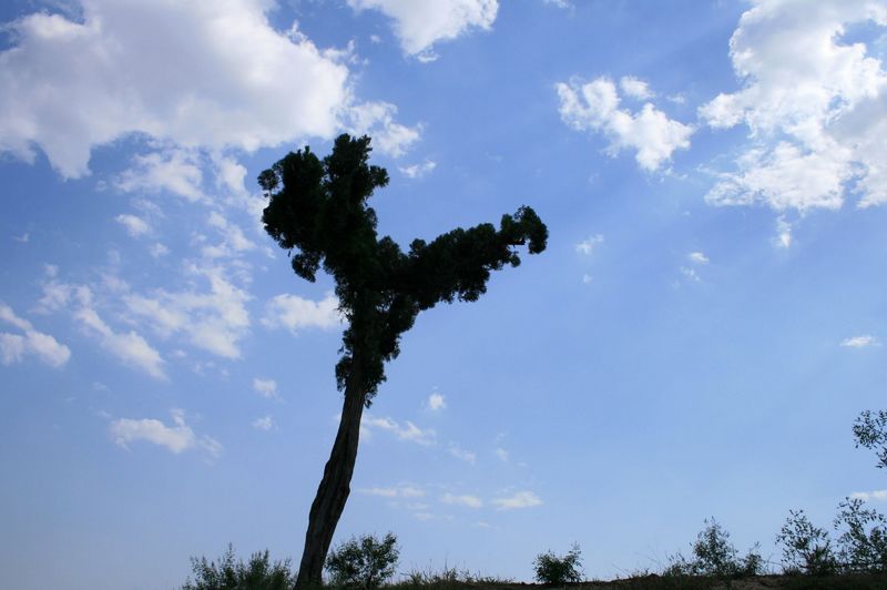 太行小景·~小树. 摄影 房摞房