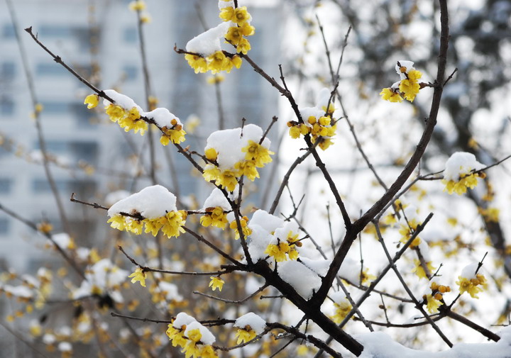 雪压腊梅梅更俏 摄影 吴贤德