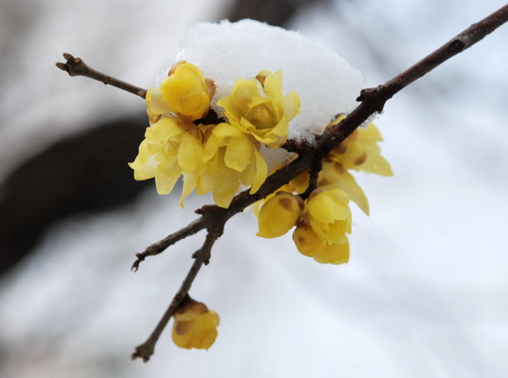 雪压腊梅梅更俏 摄影 吴贤德