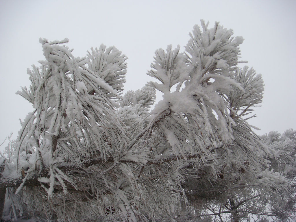 象雾又象雪 摄影 牧野2011