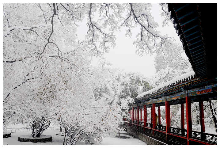 春雪~~ 摄影 丝竹情韵