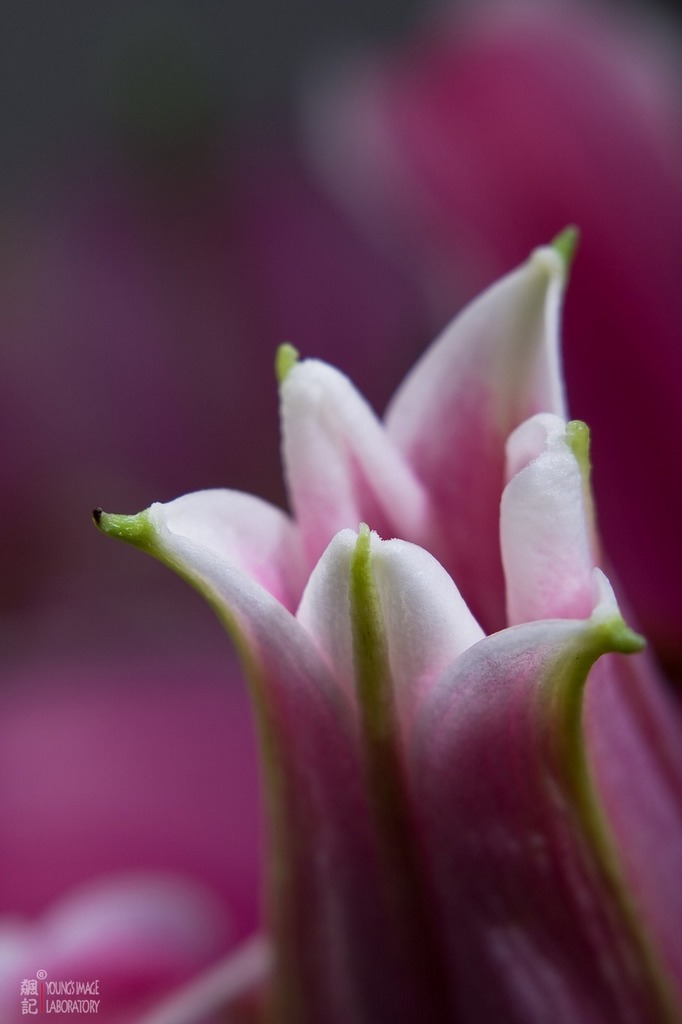 百合花2 摄影 飚记