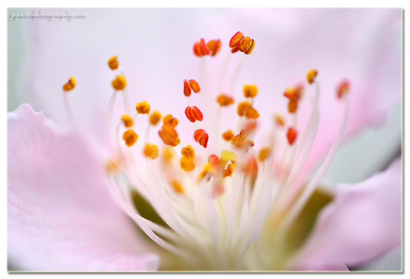 桃花盛开的季节 摄影 yipsir