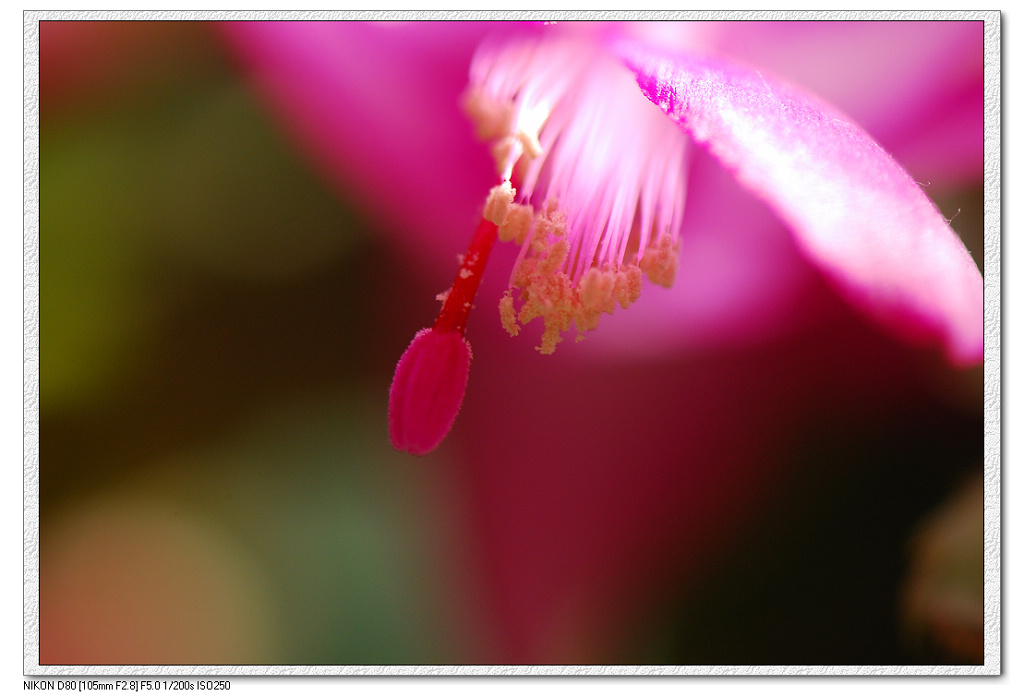 花蕊 摄影 秋水晨雾