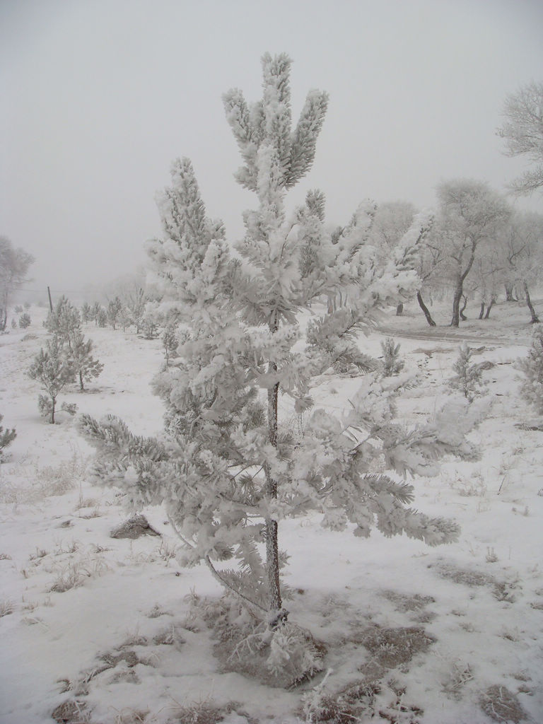 象雾又象雪 摄影 牧野2011