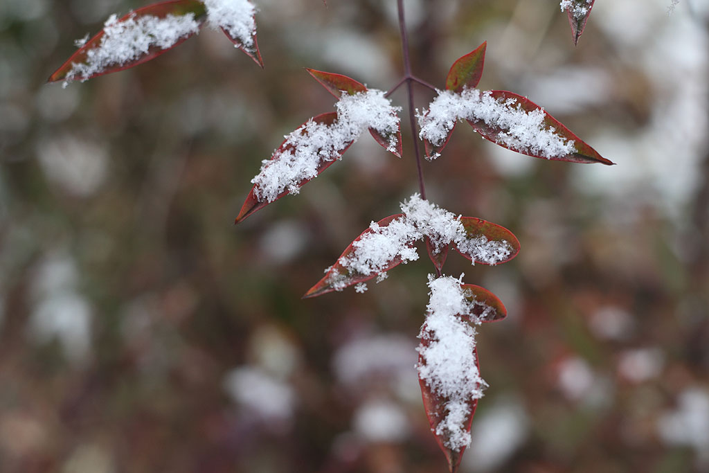 又下雪了！ 摄影 球球小咪