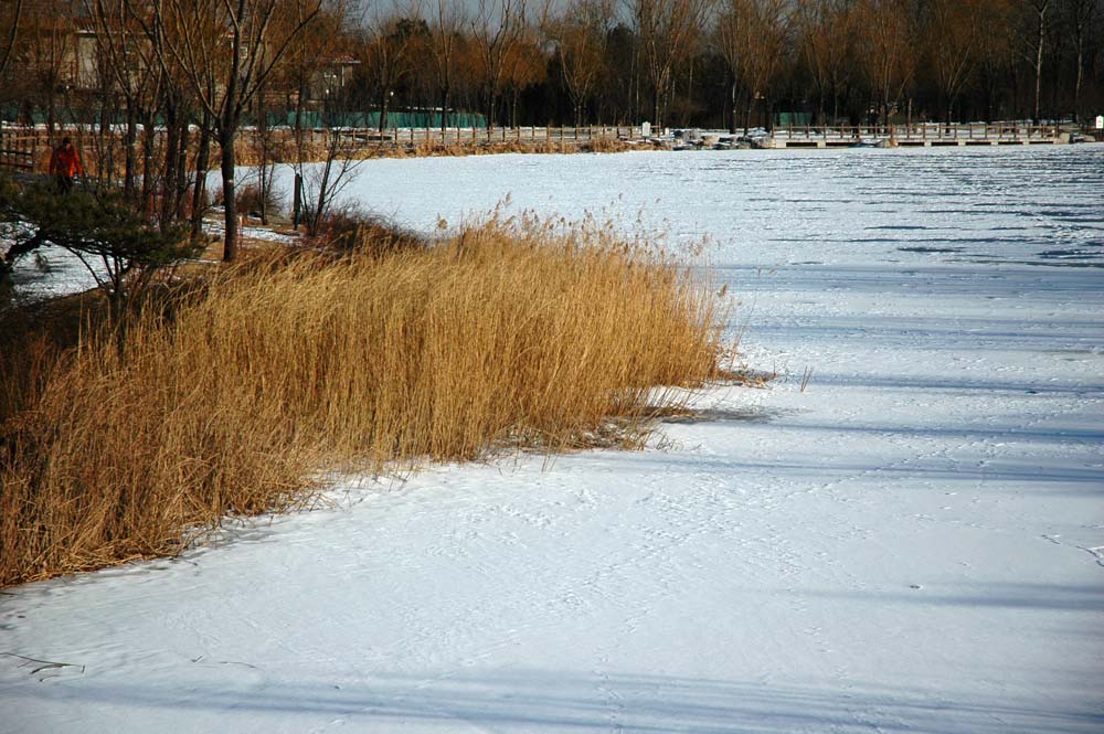 雪后植物园的湖面 摄影 离合器