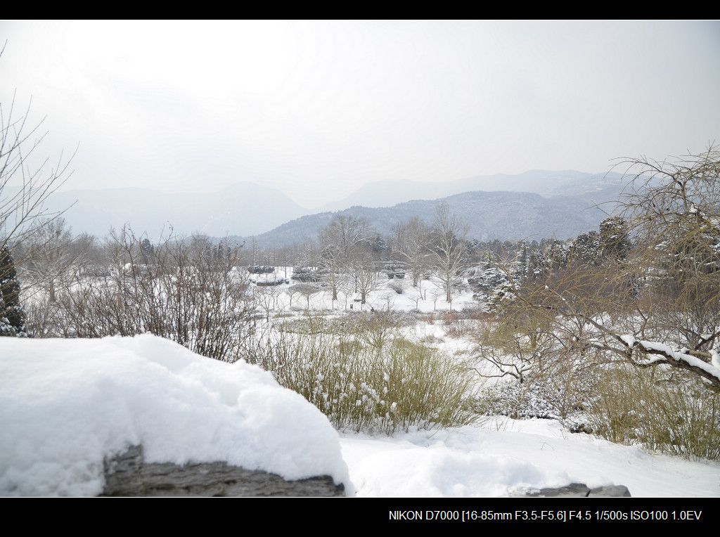 雪中植物园 摄影 JACKSHANG