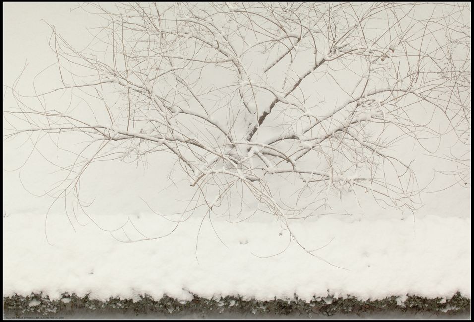 春天里的一场雪 摄影 lln闲云