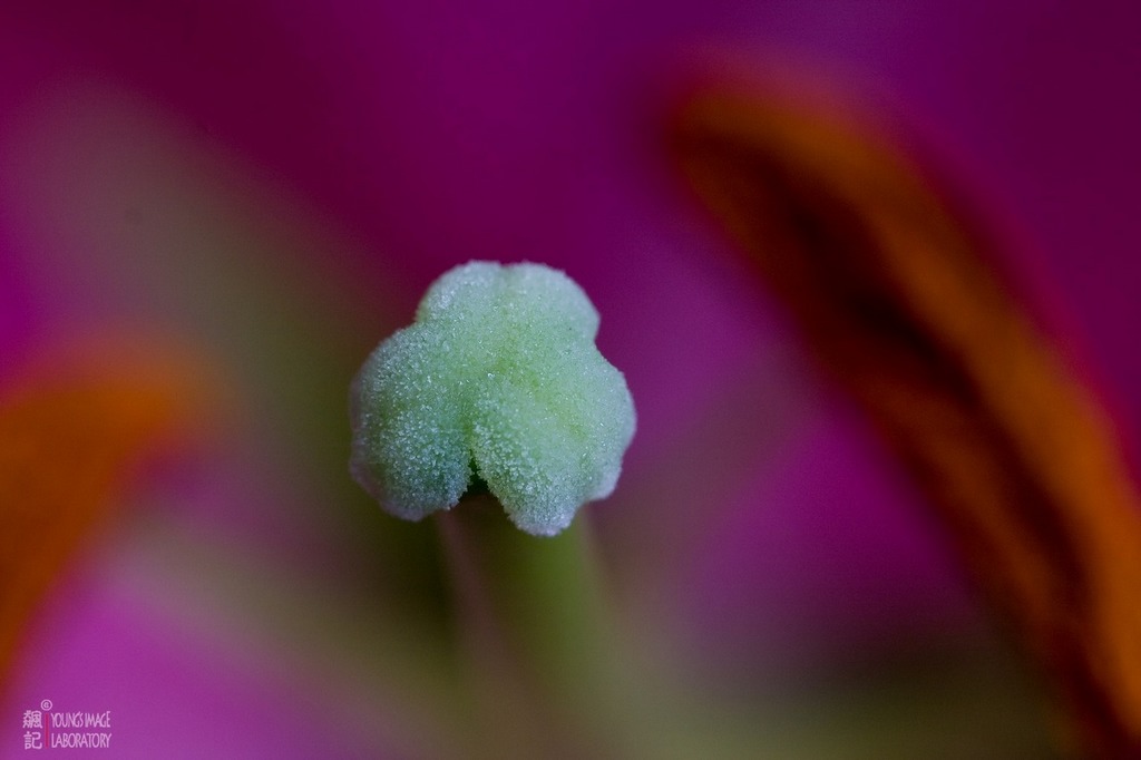 花心 摄影 飚记