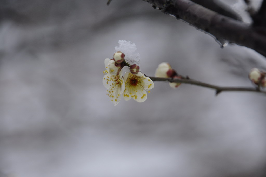 梅需逊雪三分白，雪却输梅一段香 摄影 湖畔草