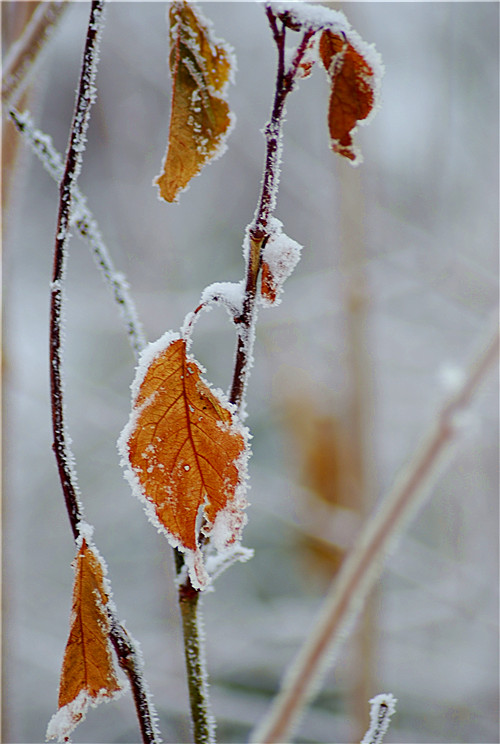 傲霜斗雪 摄影 北欧黎明