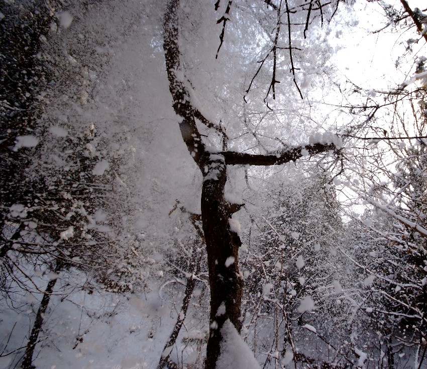 梅花欢喜漫天雪 摄影 做人要低调