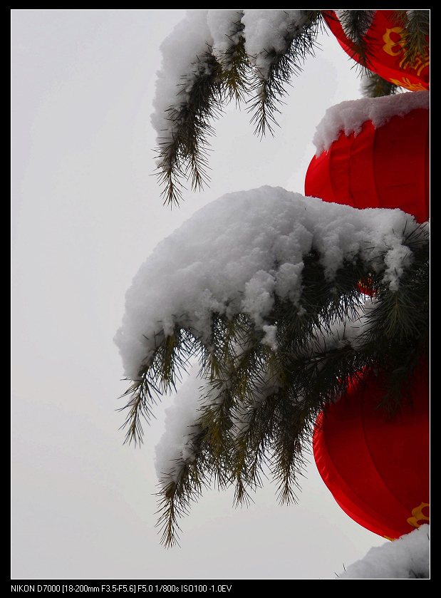 喜雪迎春 摄影 山水乐