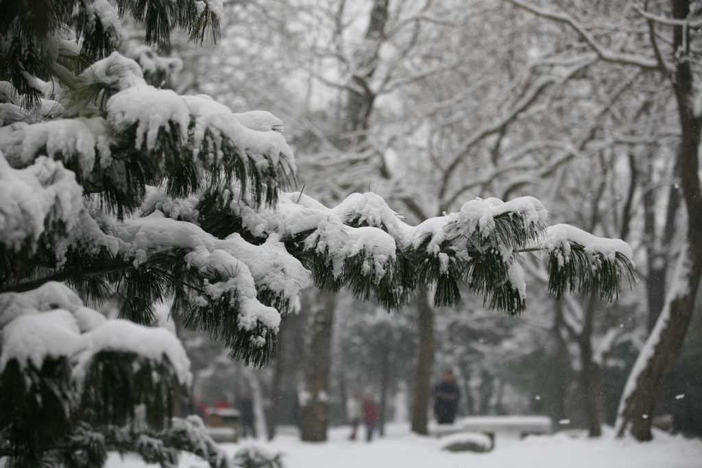 下雪了2 摄影 青青5354