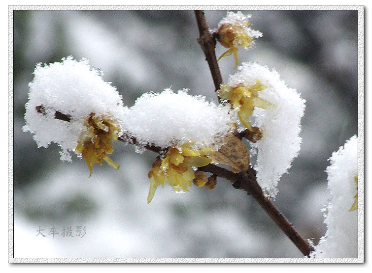 傲雪 摄影 guangtiefanw