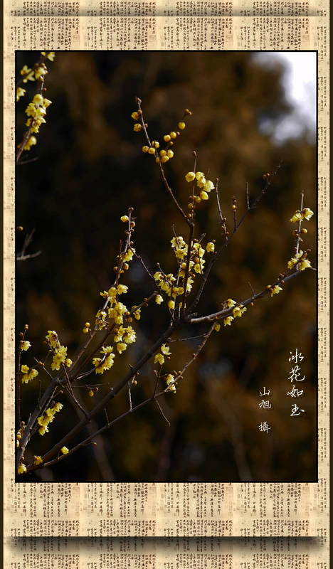 冰花如玉 摄影 山旭