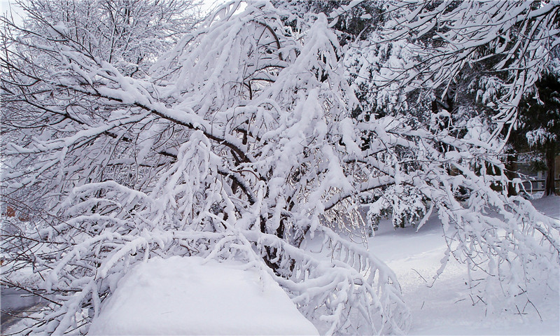 瑞雪呈祥3 摄影 悠扬飞紫