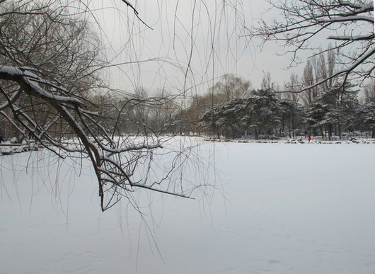 雪景 摄影 ZY1946