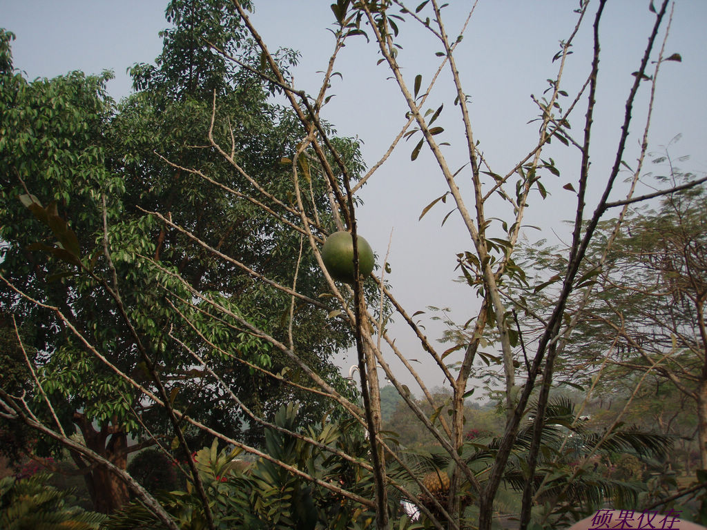 硕果 摄影 牧野2011