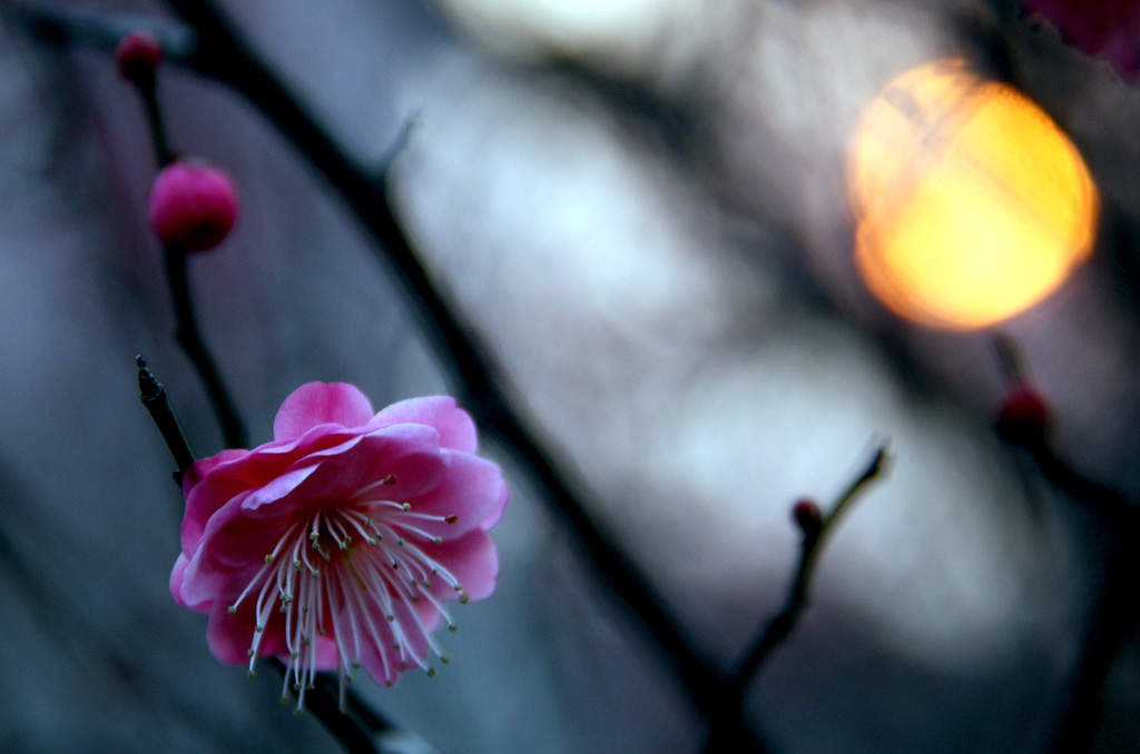 夕阳梅花 摄影 芥子