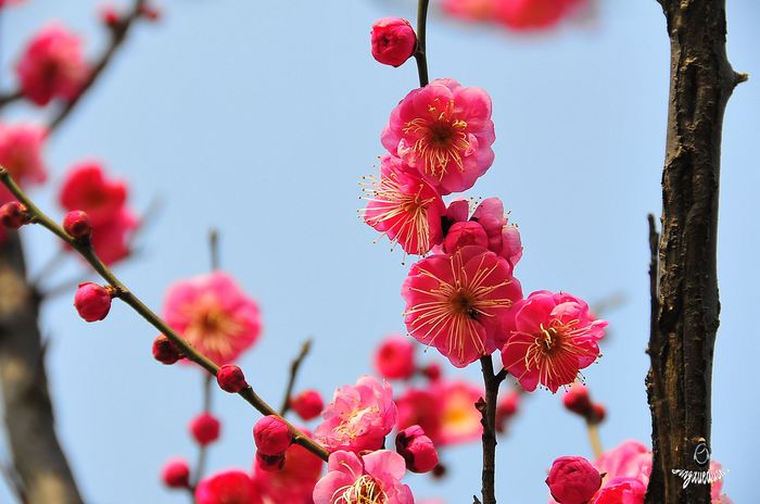 梅花   （调整相机设置 没有做过后期） 摄影 夕阳霞