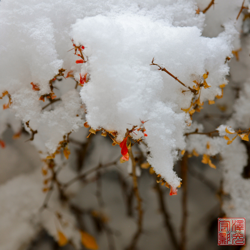 雪儿细节的魅力 摄影 逍二