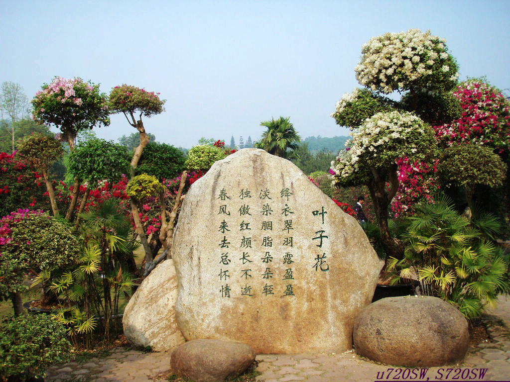 叶子花 摄影 牧野2011